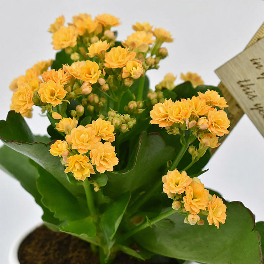 Grow With Me Kalanchoe Plant