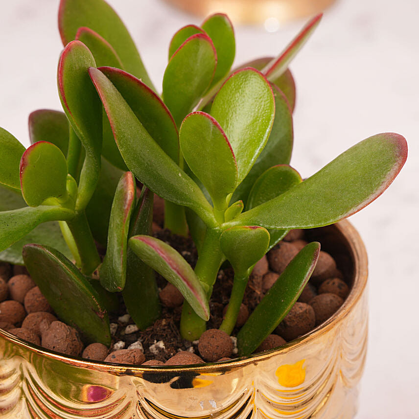 Happy Diwali Blessing Plant