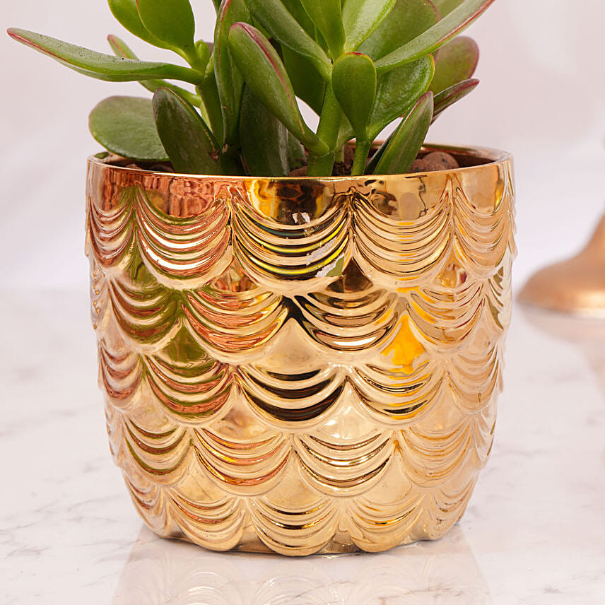 Happy Diwali Blessing Plant