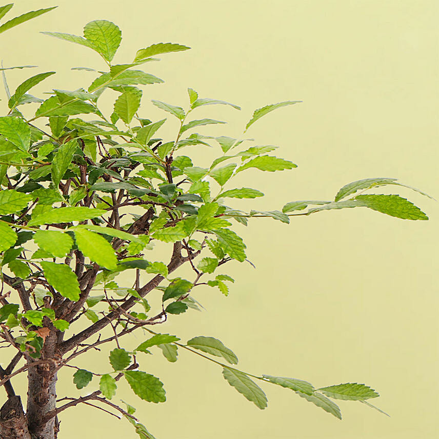 Harmony Bonsai Delight