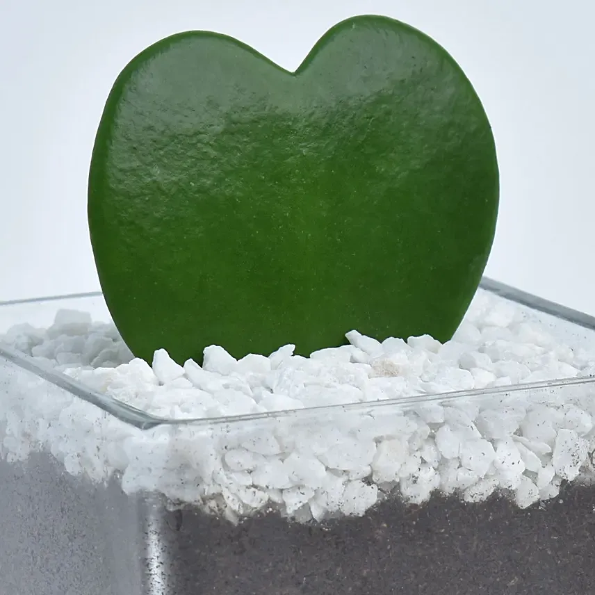 Heart Shaped Hoya Kerrii Plant