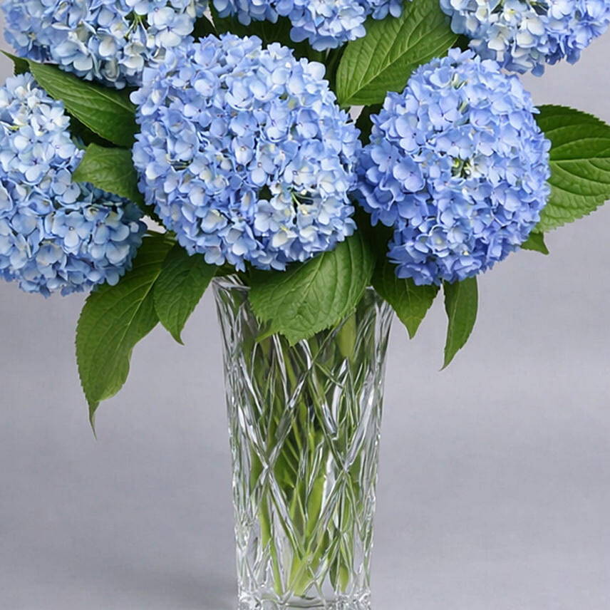 Hydrangea Grandeur