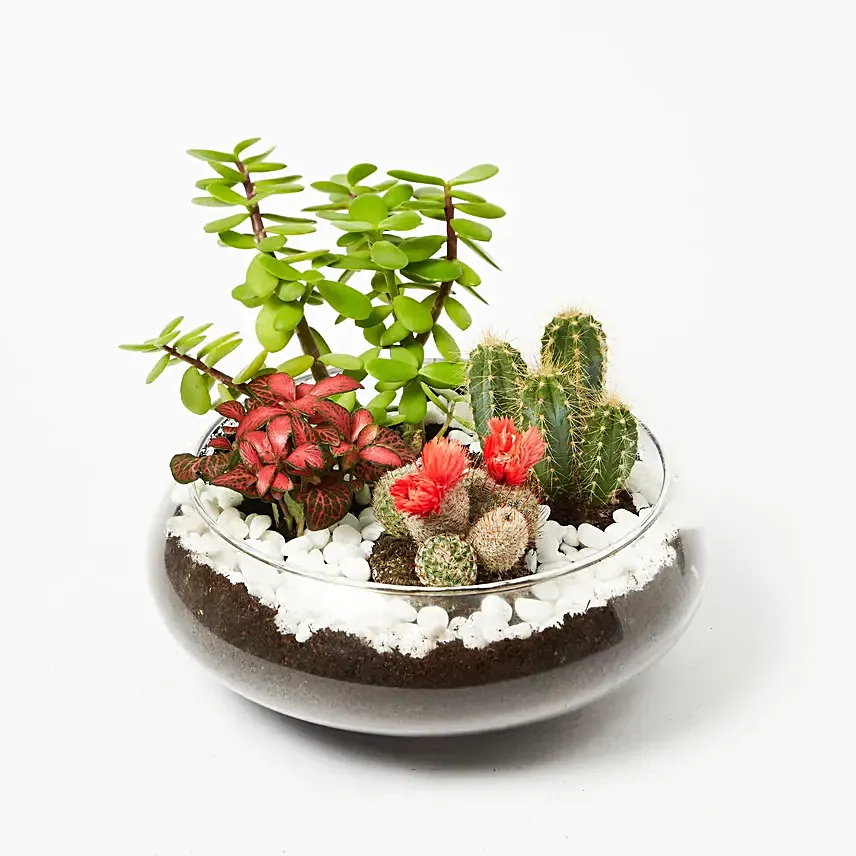 Jade With Fittonia & Cactus Plant In Small Fish Bowl
