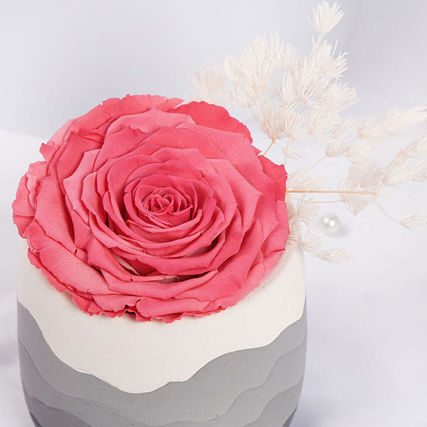 Large Fussia Preserved Rose with Premium Vase
