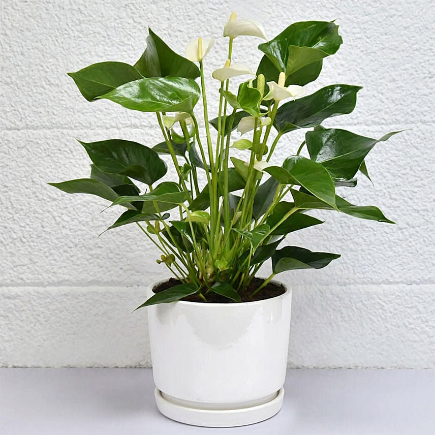 Love you Dad Anthurium Plant