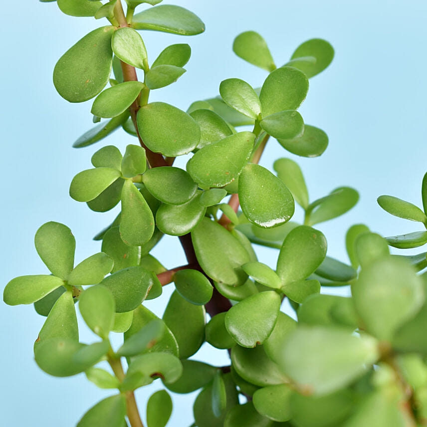 Love You Dad Jade Plant