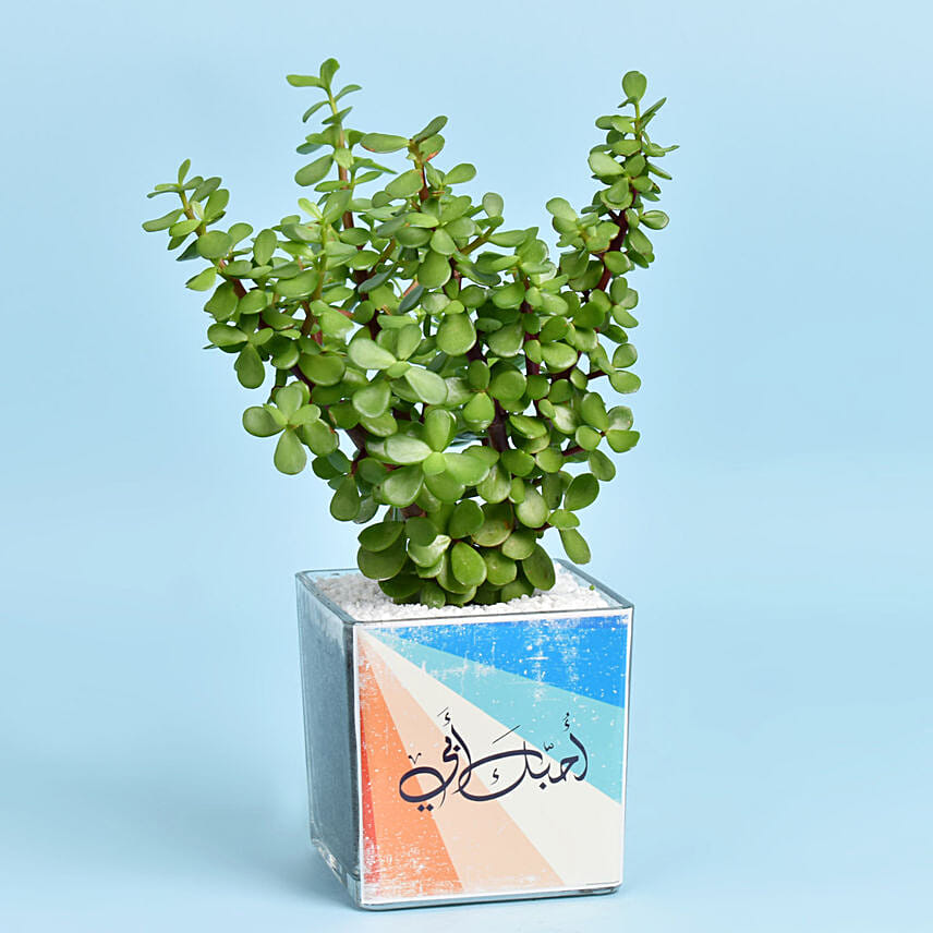 نبات اليشم الأخضر في أصيص زجاجي مخصص أنيق