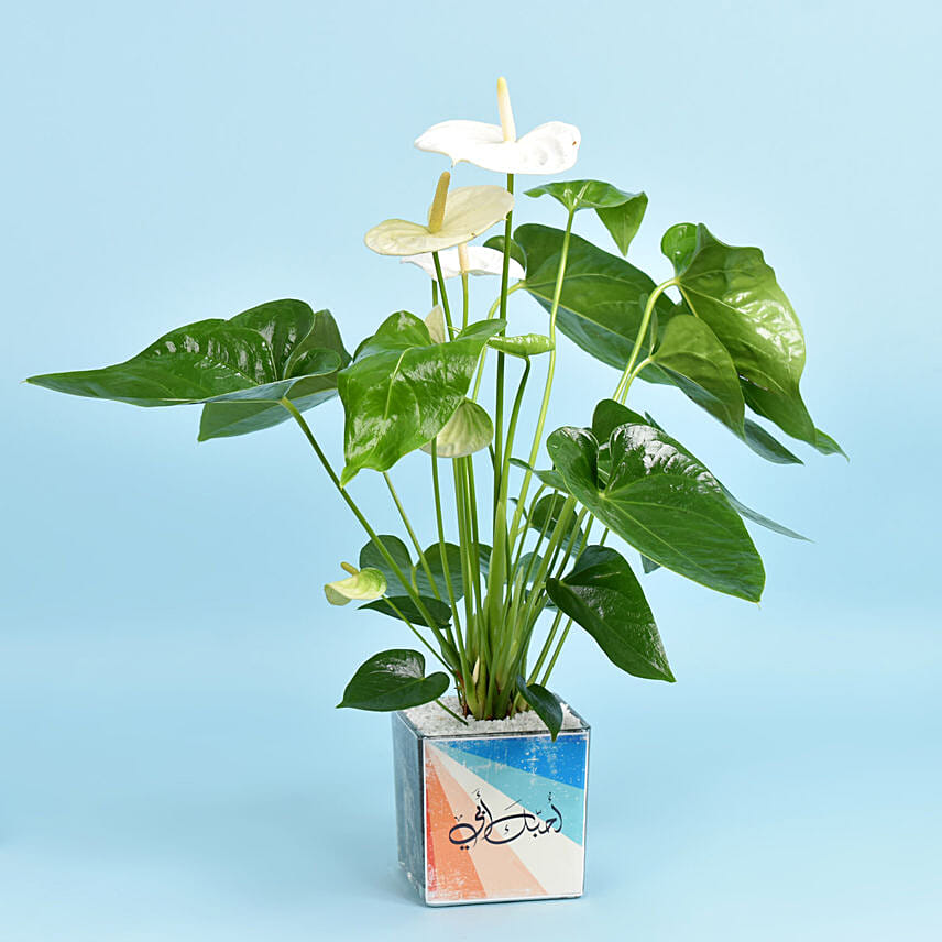 Love You Dad White Anthurium Plant