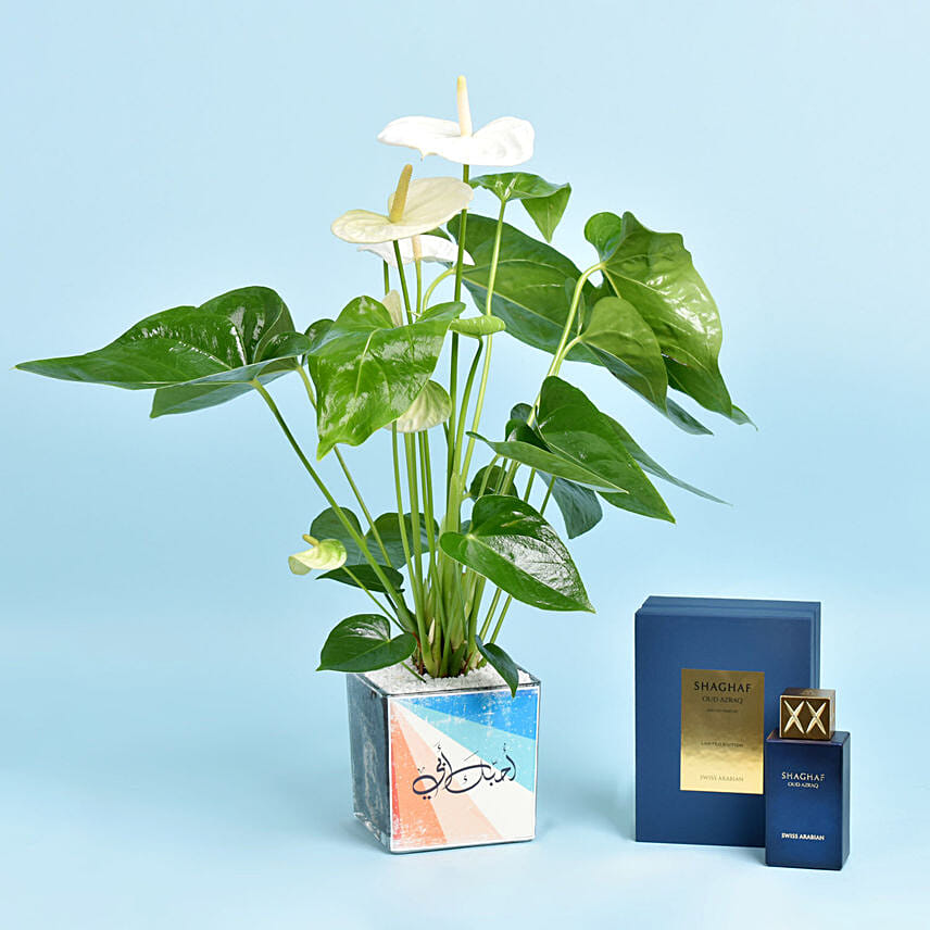عطر مع نبتة أنثوريوم بيضاء في فازة مخصصة