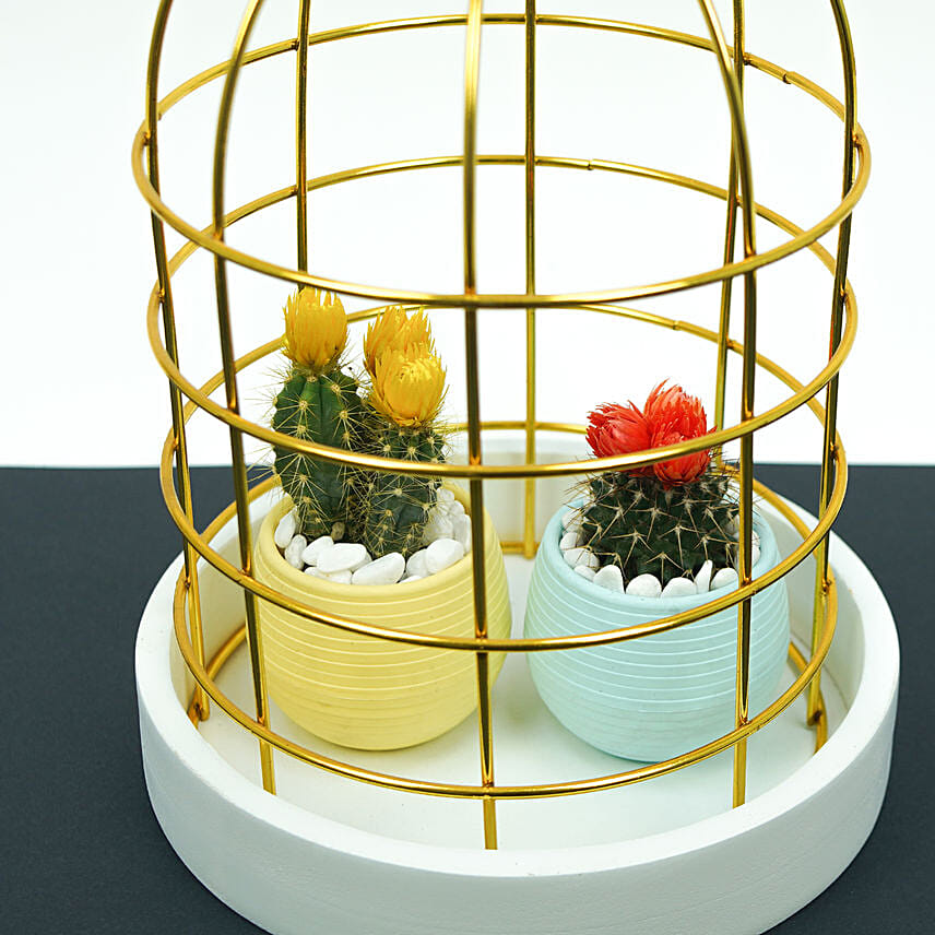 Lovely Flowery Cactus Couple In A Cage