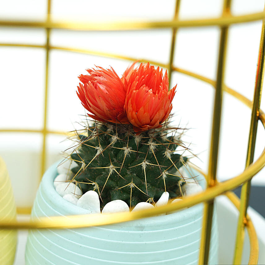 Lovely Flowery Cactus Couple In A Cage