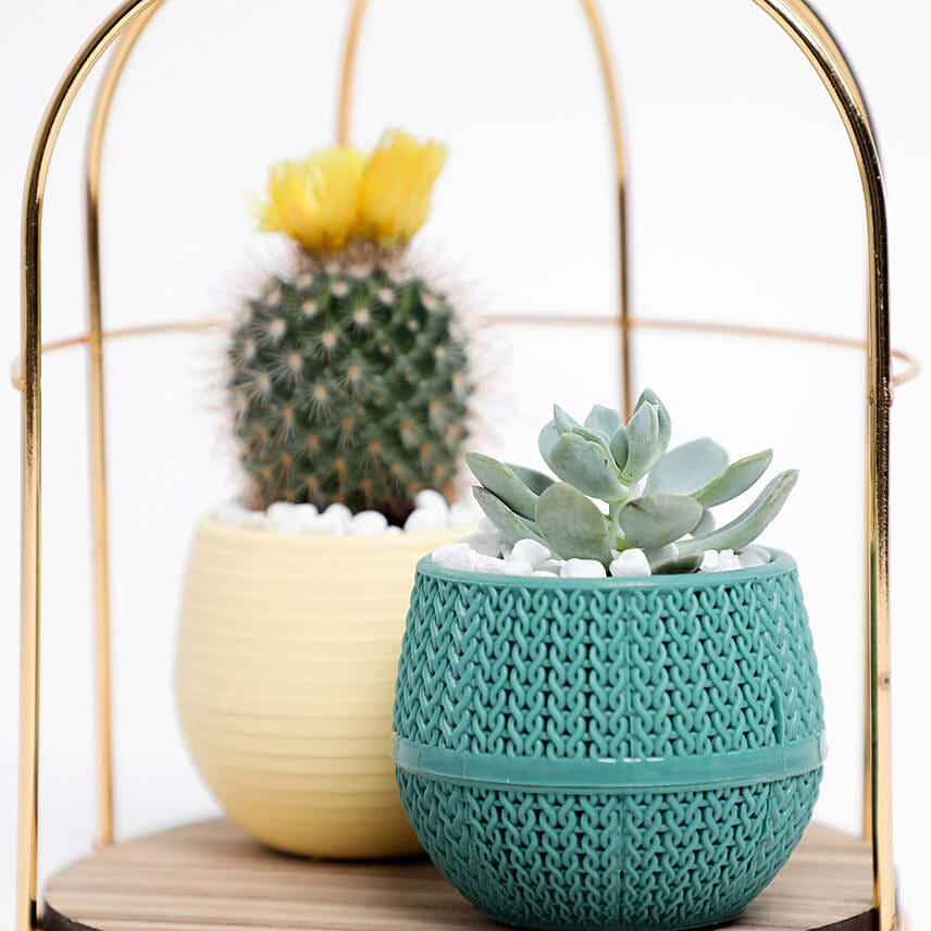 Lovely Flowery Cactus & Succulent In A Cage