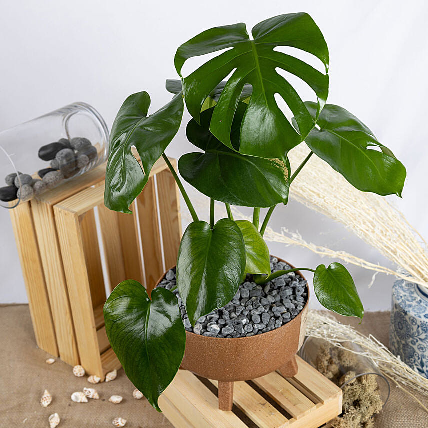 Magical Monstera Delicosa Plant