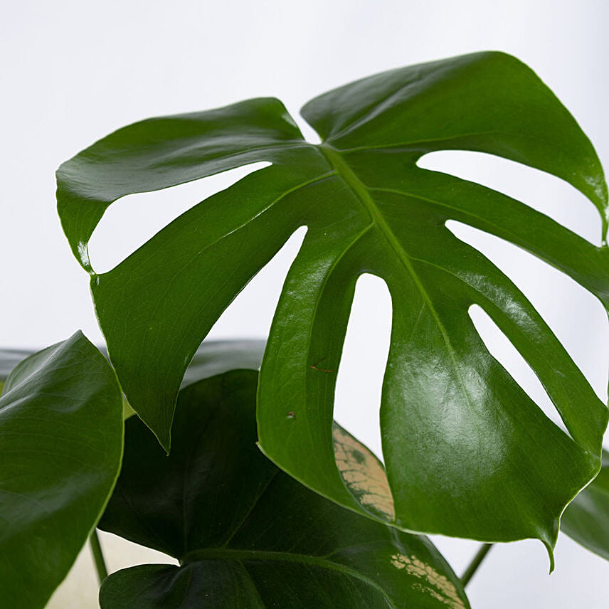 Magical Monstera Delicosa Plant