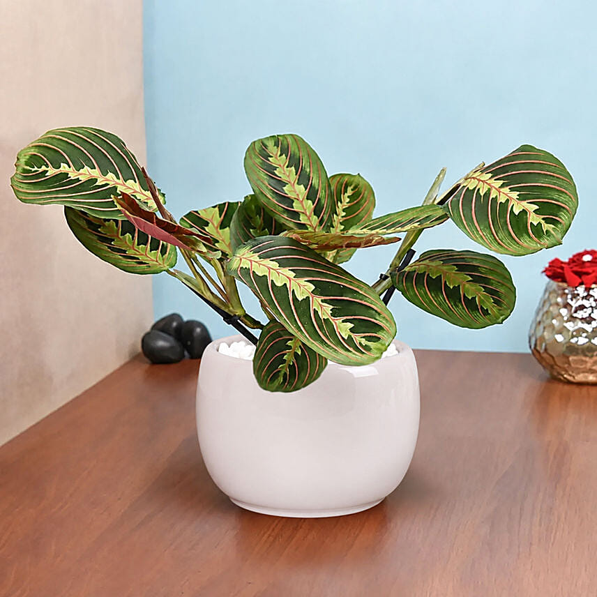 Maranta in Beautiful planter