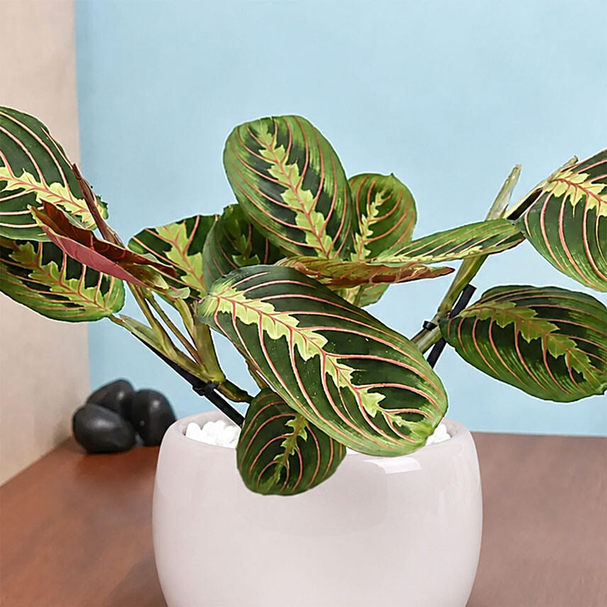Maranta in Beautiful planter