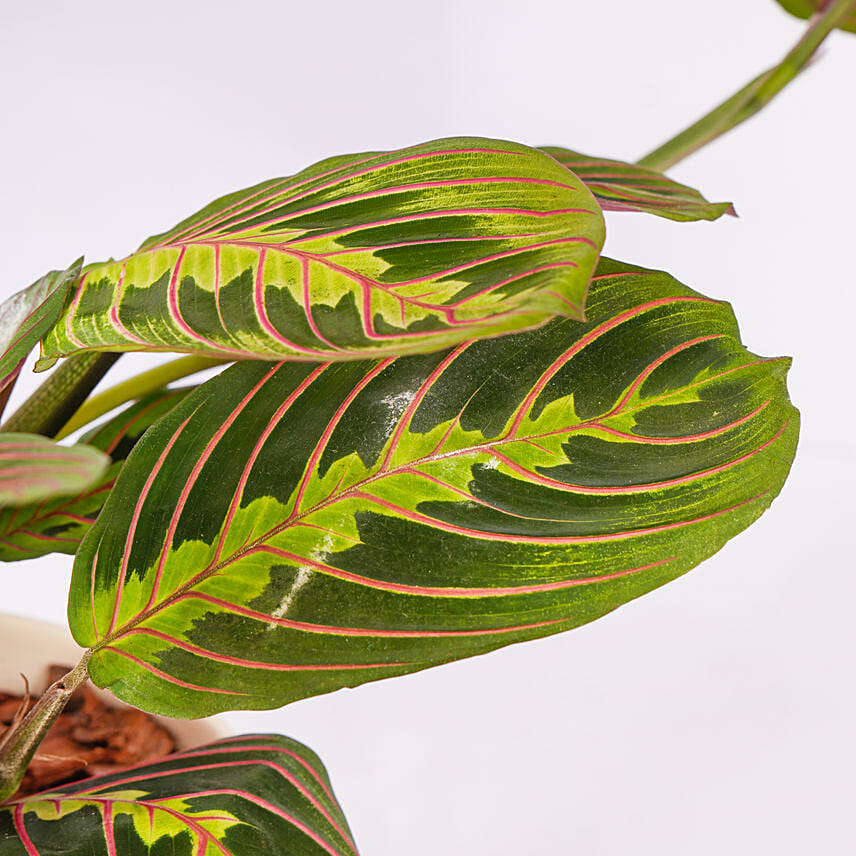Maranta Potted Plant
