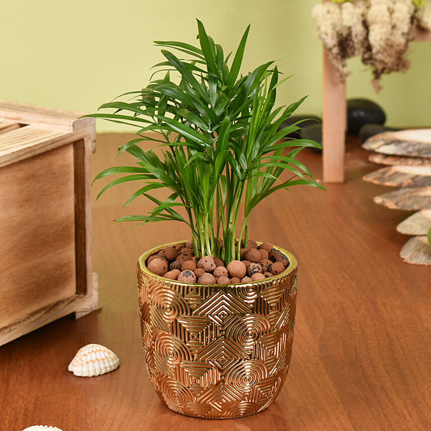 Mini Chamadorea In Golden Pot