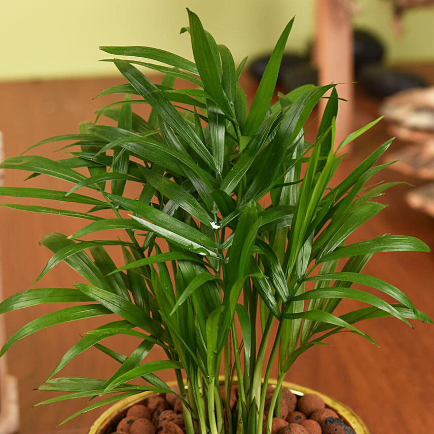 Mini Chamadorea In Golden Pot