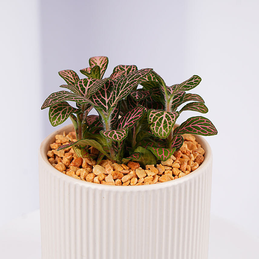 Mini Fittonia Charm in White Ribbed Pot