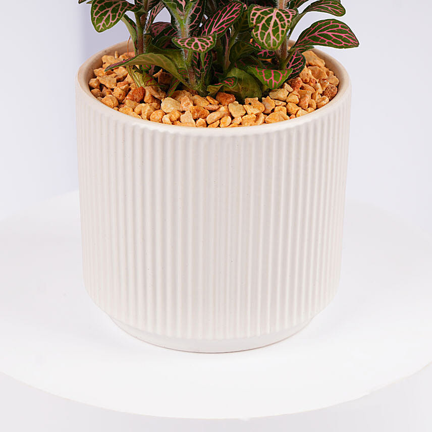 Mini Fittonia Charm in White Ribbed Pot