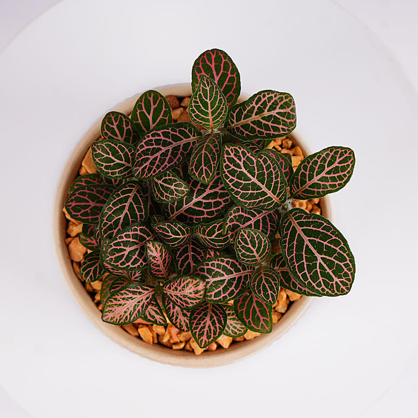 Mini Fittonia Charm in White Ribbed Pot