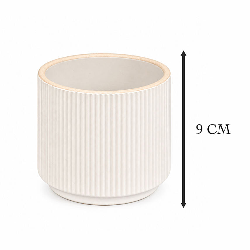 Mini Fittonia Charm in White Ribbed Pot
