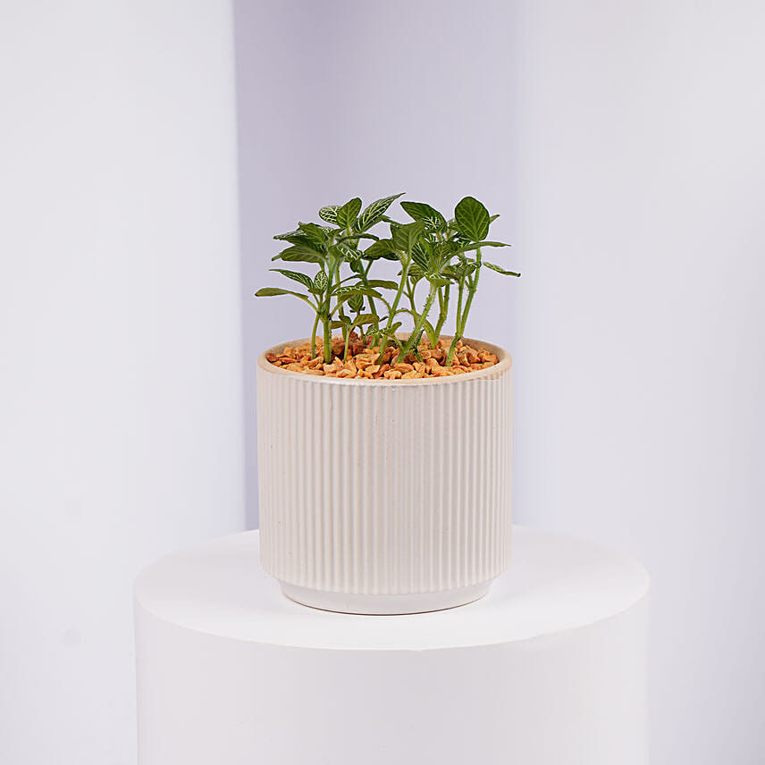 Mini Fittonia Plant in White Ribbed Pot