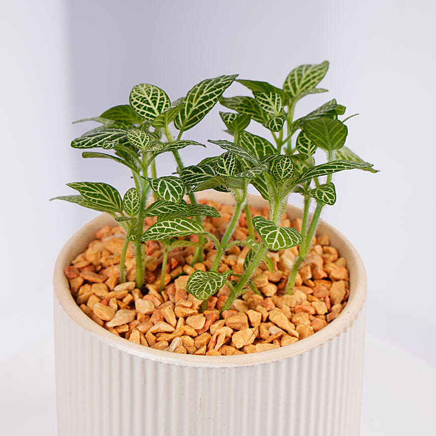 Mini Fittonia Plant in White Ribbed Pot