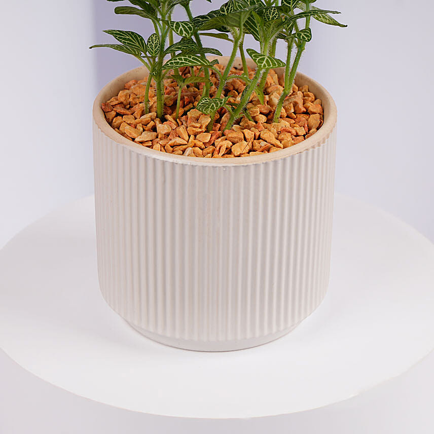 Mini Fittonia Plant in White Ribbed Pot