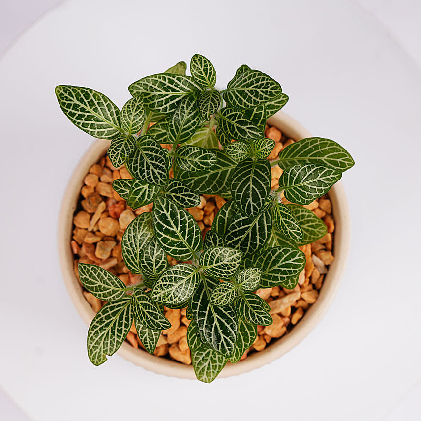 Mini Fittonia Plant in White Ribbed Pot
