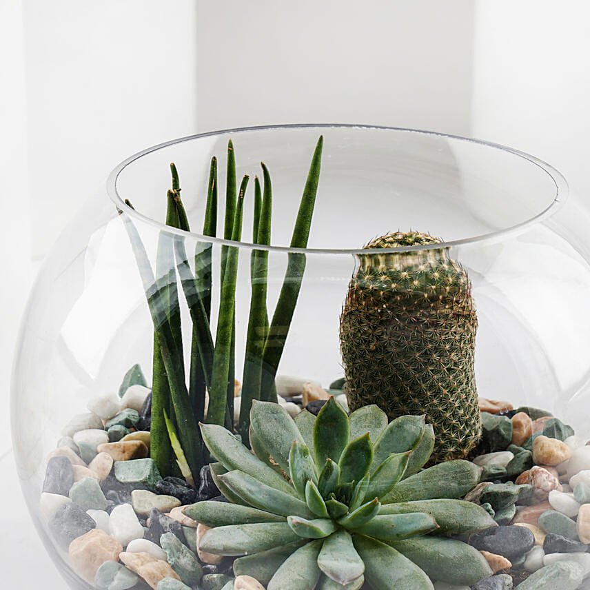 Mini Forest in Glass Bowl