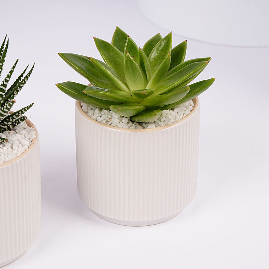 Mini Haworthia And Echeveria Plant Duo