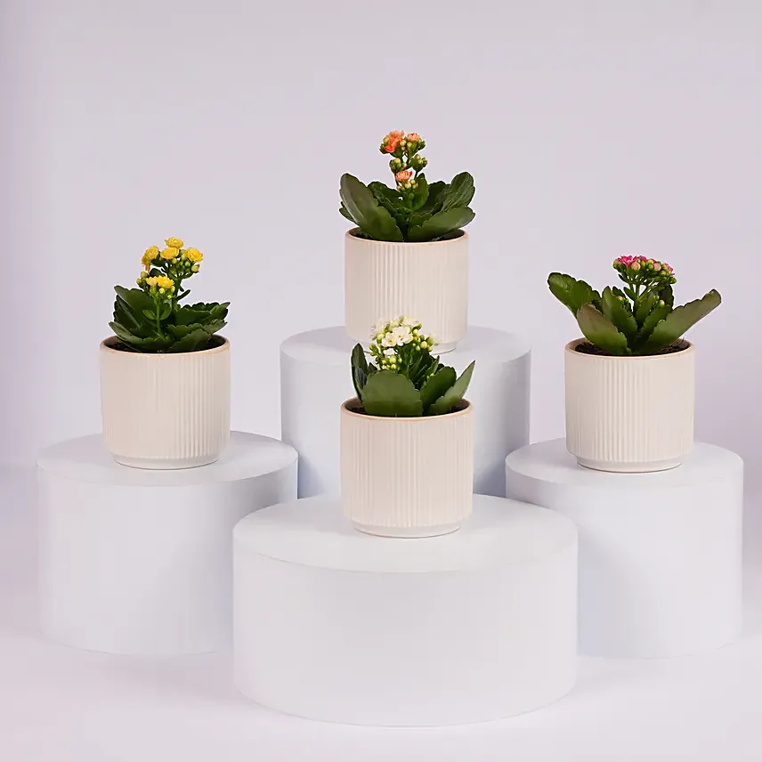 Mini Kalanchoe Plant Collection