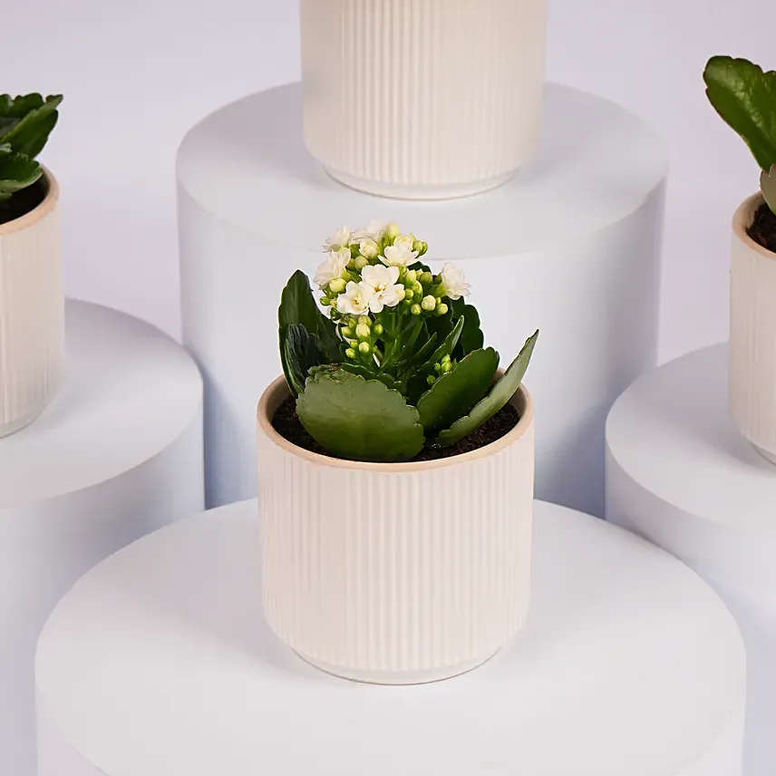 Mini Kalanchoe Plant Collection