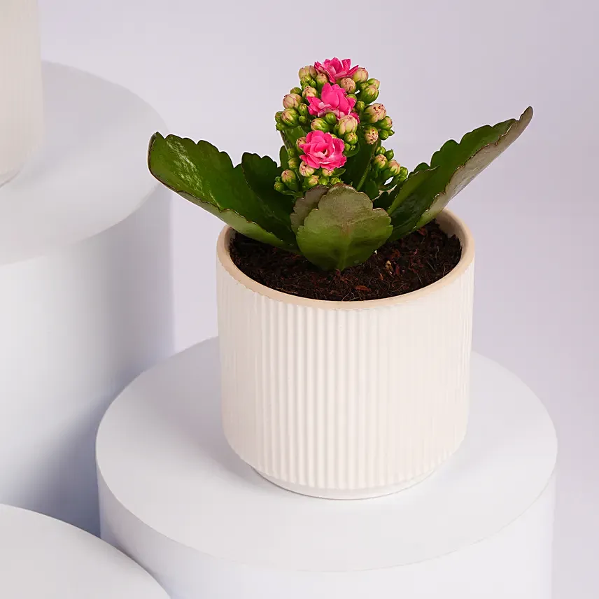 Mini Kalanchoe Plant Collection