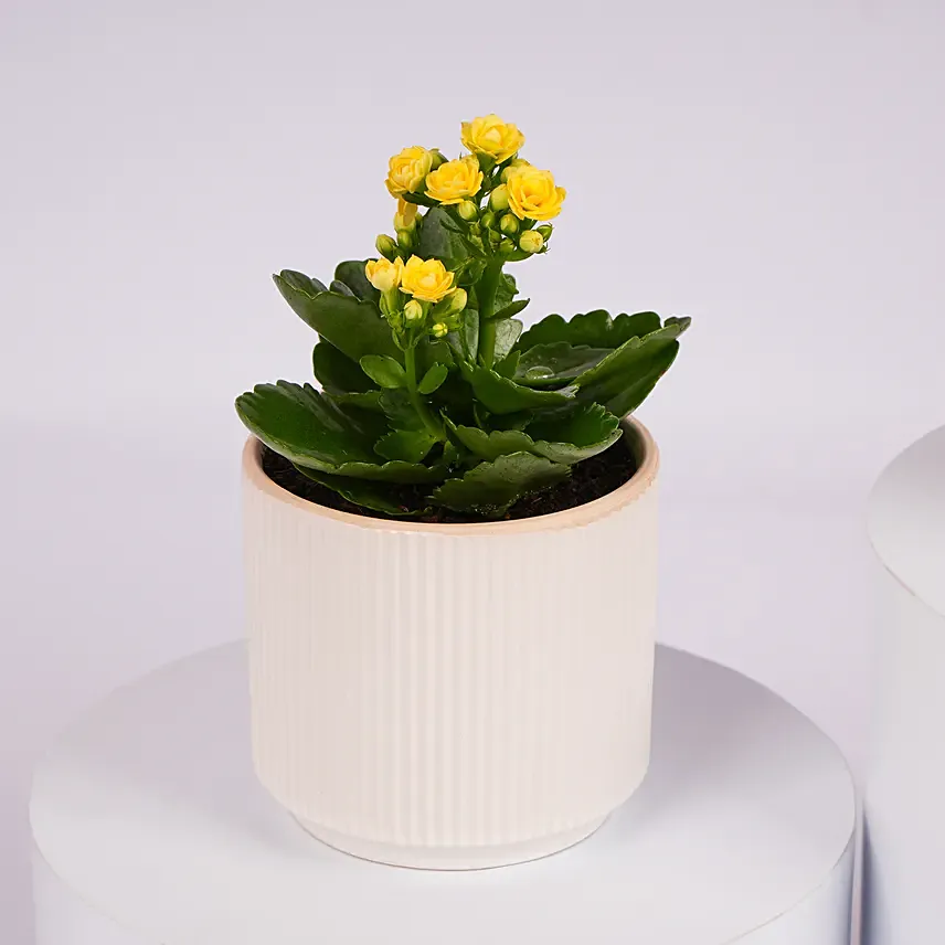 Mini Kalanchoe Plant Collection
