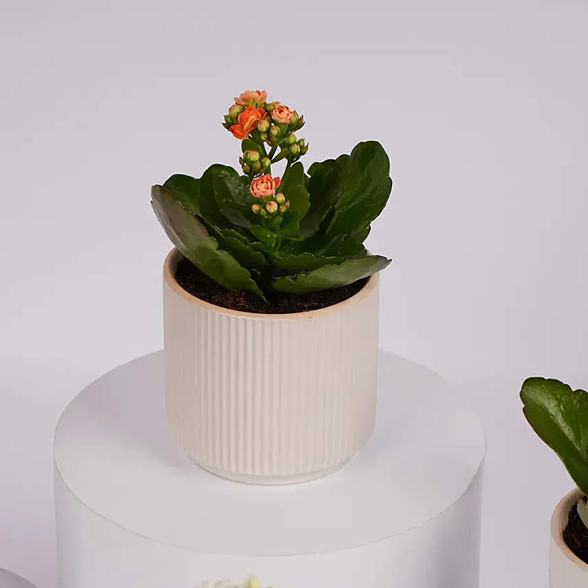 Mini Kalanchoe Plant Collection