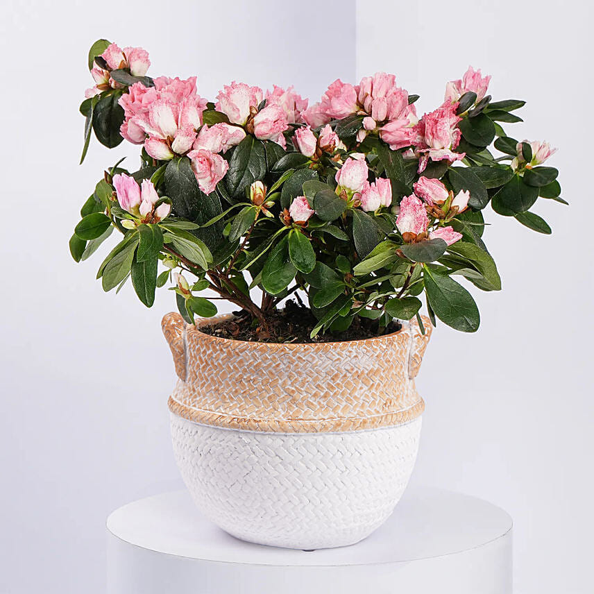 Mom If You Were A Flower Azalea Plant