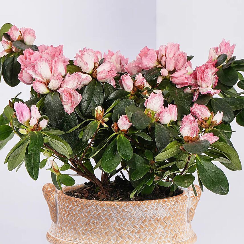Mom If You Were A Flower Azalea Plant