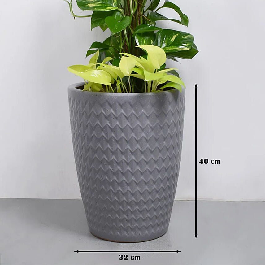 Money Plant Duo in Premium Pot