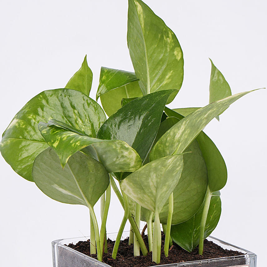 Money Plant For Rakhi Day In Glass Vase