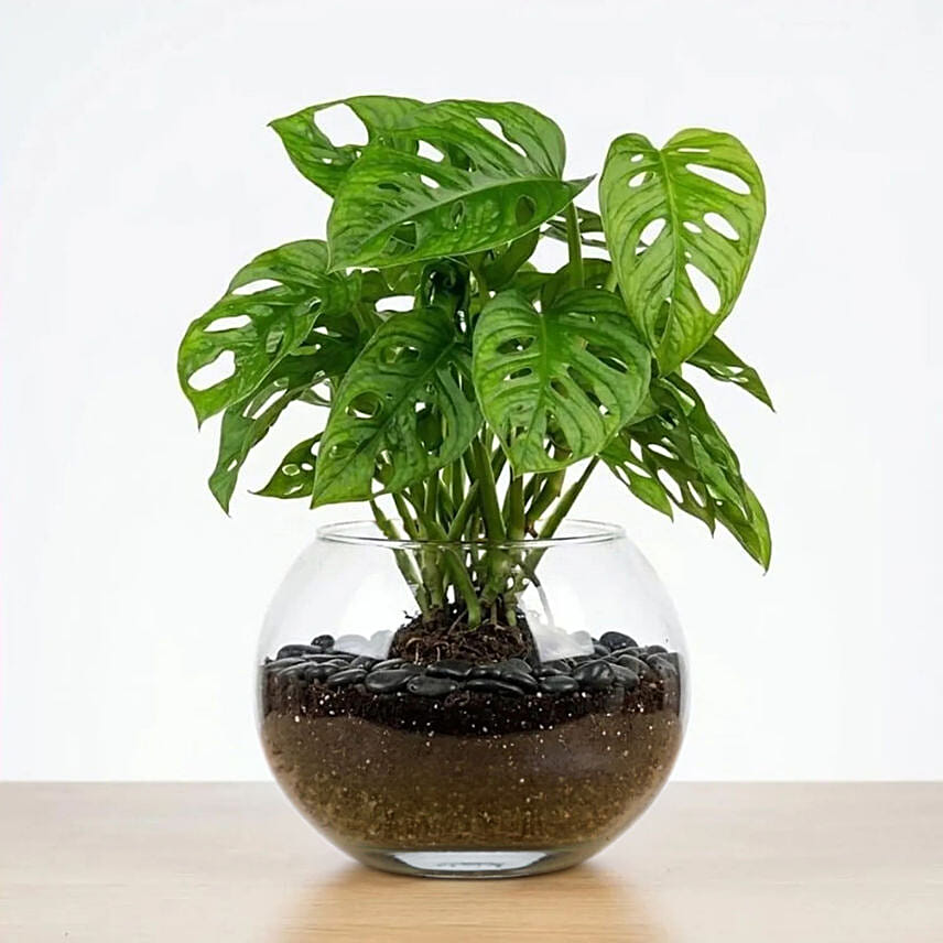 Monstera Plant Small