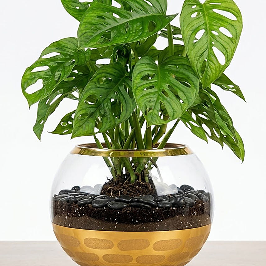 Monstera Plant Small