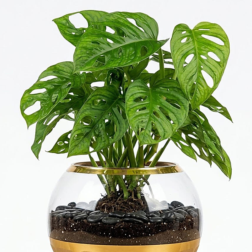 Monstera Plant Small