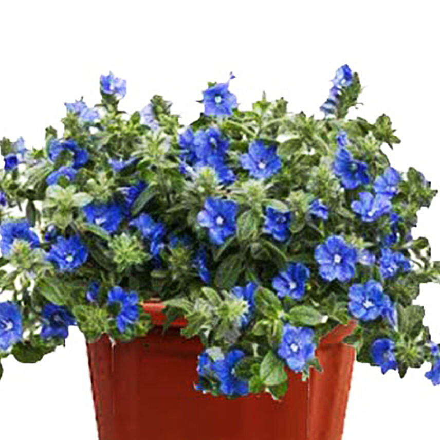 Morning Glory Plant Pot