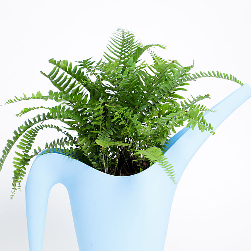 Nephrolepsis In Azure Watering Can