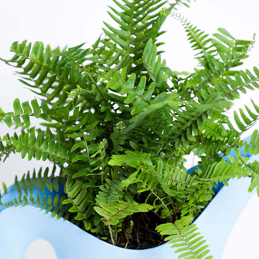 Nephrolepsis In Azure Watering Can