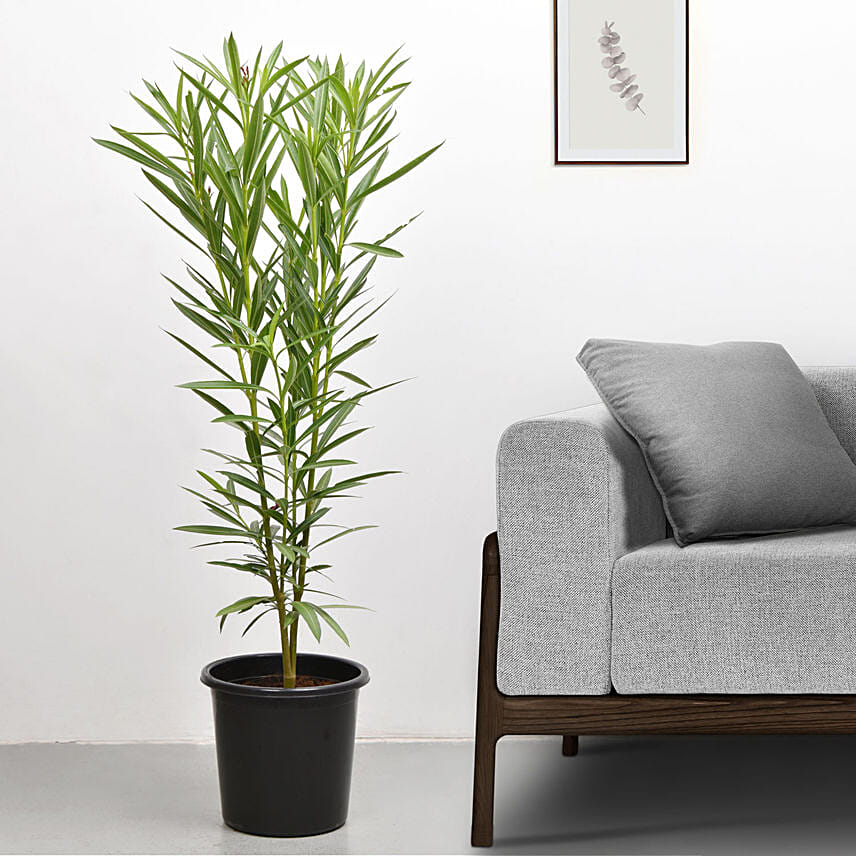 Oleander Plant In Black Pot