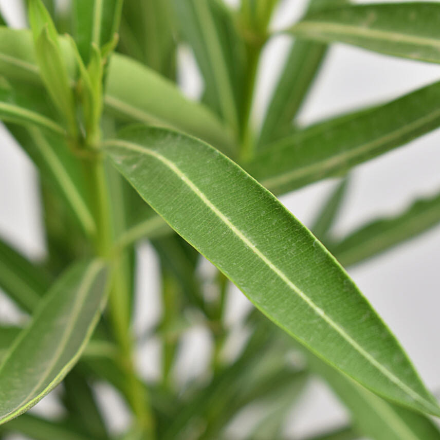Oleander Plant In Black Pot